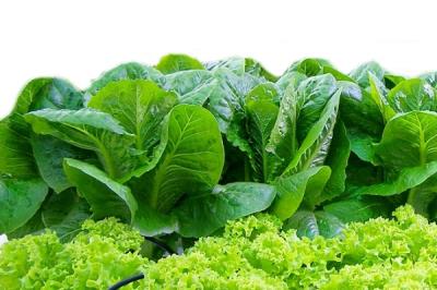 Tư vấn công thức bón phân cho cây rau ăn lá xanh ngon mơn mởn